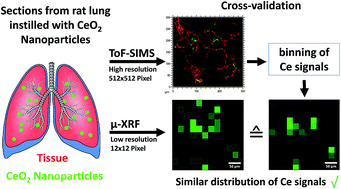 Graphical abstract: Combination of micro X-ray fluorescence spectroscopy and time-of-flight secondary ion mass spectrometry imaging for the marker-free detection of CeO2 nanoparticles in tissue sections