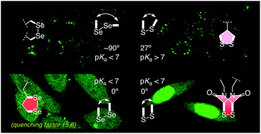 Graphical abstract: Diselenolane-mediated cellular uptake