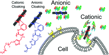 Graphical abstract: Polymer cloaking modulates the carbon nanotube protein corona and delivery into cancer cells