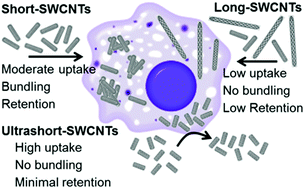 Graphical abstract: Length-dependent intracellular bundling of single-walled carbon nanotubes influences retention