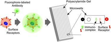 Graphical abstract: Single-cell mobility shift electrophoresis reports protein localization to the cell membrane