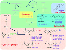 Graphical abstract: Glycerophospholipids and sphingolipids correlate with poor prognostic genotypes of human papillomavirus in cervical cancer: global lipidomics analysis