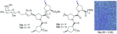 Graphical abstract: Design and synthesis of galactose-conjugated fluorinated and non-fluorinated proline oligomers: towards antifreeze molecules