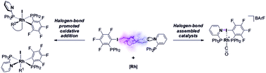 Graphical abstract: Halogen bonding effects on the outcome of reactions at metal centres