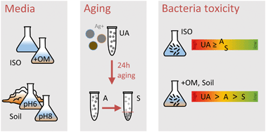 Graphical abstract: Aging reduces the toxicity of pristine but not sulphidised silver nanoparticles to soil bacteria