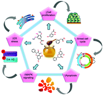 Graphical abstract: The inhibitory effect of Manuka honey on human colon cancer HCT-116 and LoVo cell growth. Part 1: the suppression of cell proliferation, promotion of apoptosis and arrest of the cell cycle