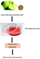 Graphical abstract: Granny Smith apple procyanidin extract upregulates tight junction protein expression and modulates oxidative stress and inflammation in lipopolysaccharide-induced Caco-2 cells