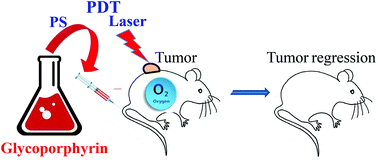 Graphical abstract: A glycoporphyrin story: from chemistry to PDT treatment of cancer mouse models