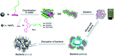 Graphical abstract: Antibacterial coordination polymer hydrogels composed of silver(i)-PEGylated bisimidazolylbenzyl alcohol