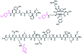 Graphical abstract: Fully automated peptide radiolabeling from [18F]fluoride