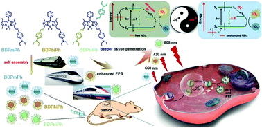 Graphical abstract: Penetration depth tunable BODIPY derivatives for pH triggered enhanced photothermal/photodynamic synergistic therapy