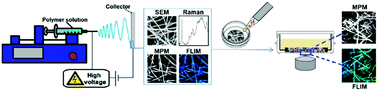 Graphical abstract: Non-invasive characterization of hybrid gelatin:poly-l-lactide electrospun scaffolds using second harmonic generation and multiphoton imaging