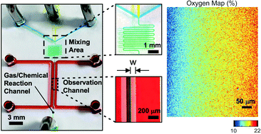 Graphical abstract: Widefield frequency domain fluorescence lifetime imaging microscopy (FD-FLIM) for accurate measurement of oxygen gradients within microfluidic devices