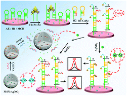 Graphical abstract: Versatile “on–off” biosensing of thrombin and miRNA based on Ag(i) ion-enhanced or Ag nanocluster-quenched electrochemiluminescence coupled with hybridization chain reaction amplification