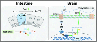 Graphical abstract: Ingestion of Bifidobacterium longum subspecies infantis strain CCFM687 regulated emotional behavior and the central BDNF pathway in chronic stress-induced depressive mice through reshaping the gut microbiota