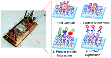 Graphical abstract: Profiling protein–protein interactions of single cancer cells with in situ lysis and co-immunoprecipitation