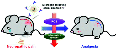 Graphical abstract: Highly selective microglial uptake of ceria–zirconia nanoparticles for enhanced analgesic treatment of neuropathic pain