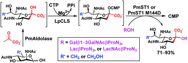 Graphical abstract: L. pneumophila CMP-5,7-di-N-acetyllegionaminic acid synthetase (LpCLS)-involved chemoenzymatic synthesis of sialosides and analogues