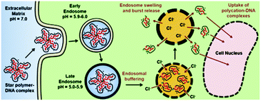 Graphical abstract: Star polymers with acid-labile diacetal-based cores synthesized by aqueous RAFT polymerization for intracellular DNA delivery