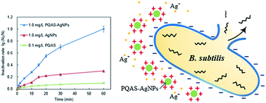 Graphical abstract: Antibacterial performance of polymer quaternary ammonium salt–capped silver nanoparticles on Bacillus subtilis in water