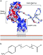 Graphical abstract: Designer artificial membrane binding proteins to direct stem cells to the myocardium