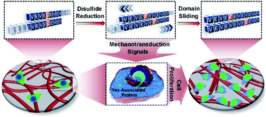 Graphical abstract: Directional molecular sliding movement in peptide hydrogels accelerates cell proliferation