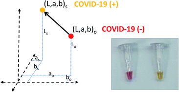 Graphical abstract: Colorimetric loop-mediated isothermal amplification (LAMP) for cost-effective and quantitative detection of SARS-CoV-2: the change in color in LAMP-based assays quantitatively correlates with viral copy number