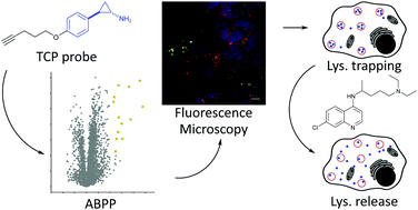 Graphical abstract: Tranylcypromine specificity for monoamine oxidase is limited by promiscuous protein labelling and lysosomal trapping