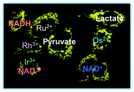 Graphical abstract: Transfer hydrogenation catalysis in cells