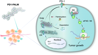 Graphical abstract: A peptidic inhibitor for PD-1 palmitoylation targets its expression and functions