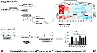 Graphical abstract: Loss of allergy-protective capacity of raw cow's milk after heat treatment coincides with loss of immunologically active whey proteins