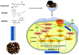 Graphical abstract: IRS-1/PI3K/Akt pathway and miRNAs are involved in whole grain highland barley (Hordeum vulgare L.) ameliorating hyperglycemia of db/db mice