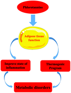 Graphical abstract: Effects of brown seaweed polyphenols, a class of phlorotannins, on metabolic disorders via regulation of fat function