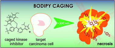 Graphical abstract: Restricted suitability of BODIPY for caging in biological applications based on singlet oxygen generation