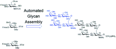 Graphical abstract: Automated glycan assembly of Streptococcus pneumoniae type 14 capsular polysaccharide fragments