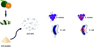 Graphical abstract: Green synthesis of ZnO nanoparticles using orange fruit peel extract for antibacterial activities