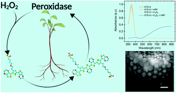 Graphical abstract: Enzyme-assisted in vivo polymerisation of conjugated oligomer based conductors