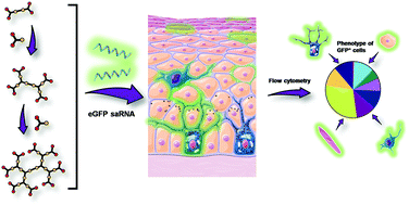 Graphical abstract: Ornithine-derived oligomers and dendrimers for in vitro delivery of DNA and ex vivo transfection of skin cells via saRNA