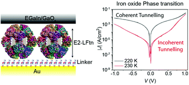 Graphical abstract: Switching of the mechanism of charge transport induced by phase transitions in tunnel junctions with large biomolecular cages