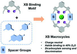 Graphical abstract: Charge neutral halogen bonding tetradentate-iodotriazole macrocycles capable of anion recognition and sensing in highly competitive aqueous media