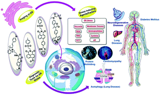 Graphical abstract: Fluorescent probes for targeting endoplasmic reticulum: design strategies and their applications