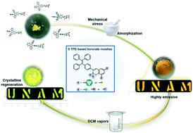 Graphical abstract: The design of dihalogenated TPE monoboronate complexes as mechanofluorochromic crystals