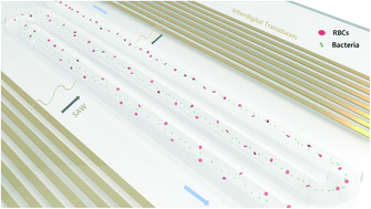 Graphical abstract: A microfluidic chip with a serpentine channel enabling high-throughput cell separation using surface acoustic waves