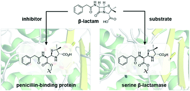 Graphical abstract: β-Lactam antibiotic targets and resistance mechanisms: from covalent inhibitors to substrates