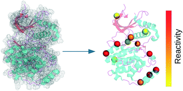 Graphical abstract: Profiling MAP kinase cysteines for targeted covalent inhibitor design