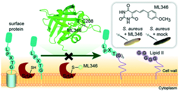 Graphical abstract: Covalent sortase A inhibitor ML346 prevents Staphylococcus aureus infection of Galleria mellonella