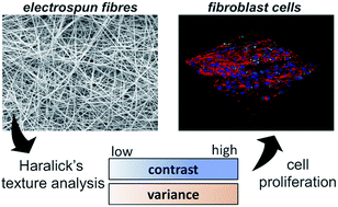 Graphical abstract: Haralick's texture analysis to predict cellular proliferation on randomly oriented electrospun nanomaterials