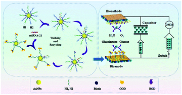 Graphical abstract: Integration of a capacitor to a 3-D DNA walker and a biofuel cell-based self-powered system for ultrasensitive bioassays of microRNAs