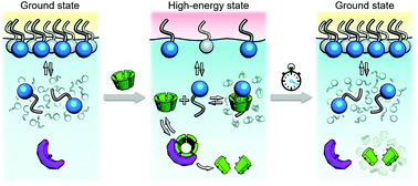 Graphical abstract: A transient high-energy surface powered by a chemical fuel