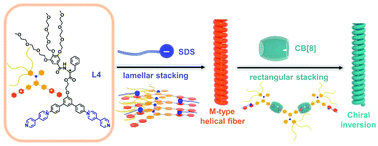 Graphical abstract: Surfactant-induced chirality transfer, amplification and inversion in a cucurbit[8]uril–viologen host–guest supramolecular system